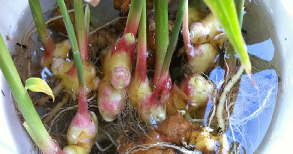 how_to_grow_ginger_at_home_featured-696x365